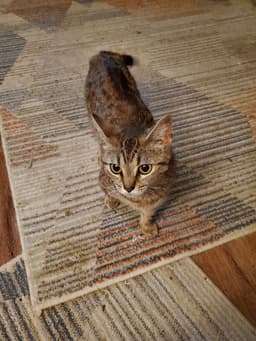 Stevie Nicks Kitty image 1