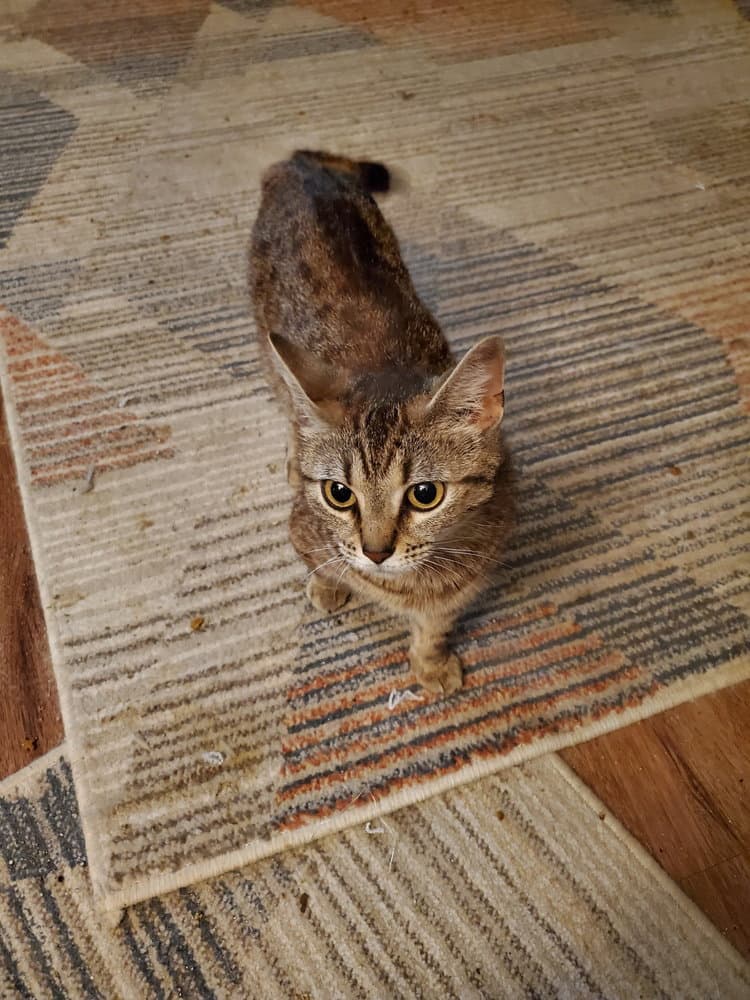 Stevie Nicks Kitty - Domestic Short Hair