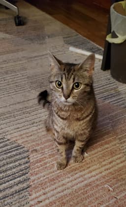Stevie Nicks Kitty image 2
