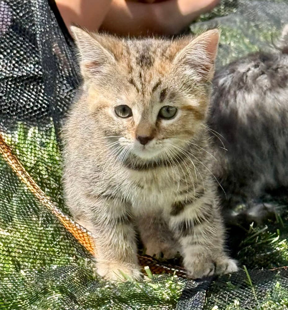 Lbt Kitties  Petrie - Domestic Short Hair