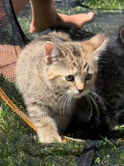 Lbt Kitties  Petrie image 3