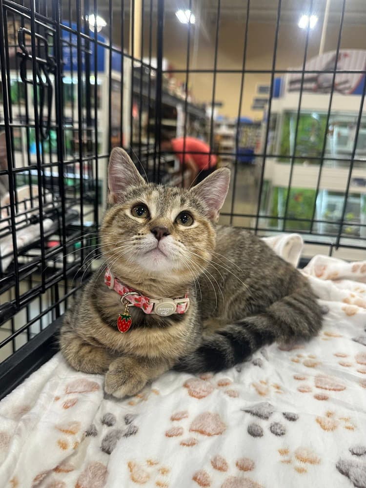 Lbt Kitties  Petrie - Domestic Short Hair