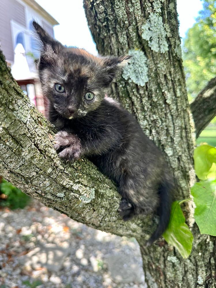Lbt Kitties  Ducky - Domestic Short Hair