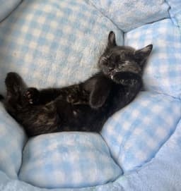 Lbt Kitties  Ducky image 4
