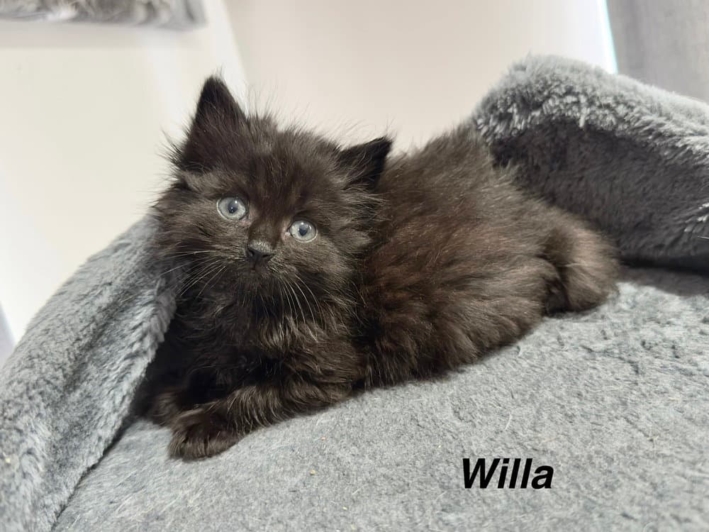 Zombie Kittiez  Willa - Domestic Long Hair