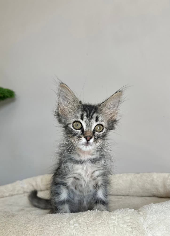 Zombie Kittiez  Bonzo - Domestic Short Hair