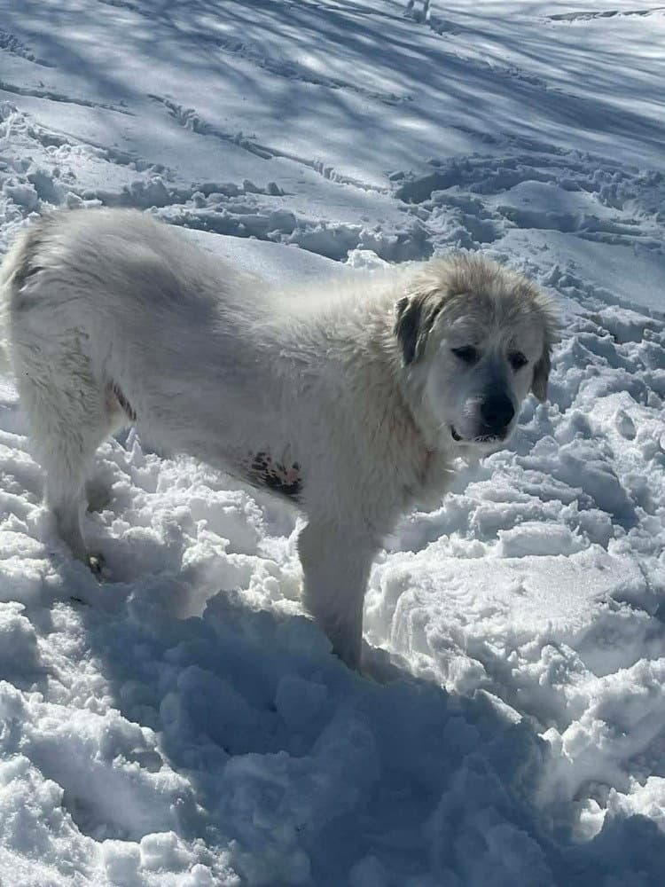 Rc Washy - Great Pyrenees