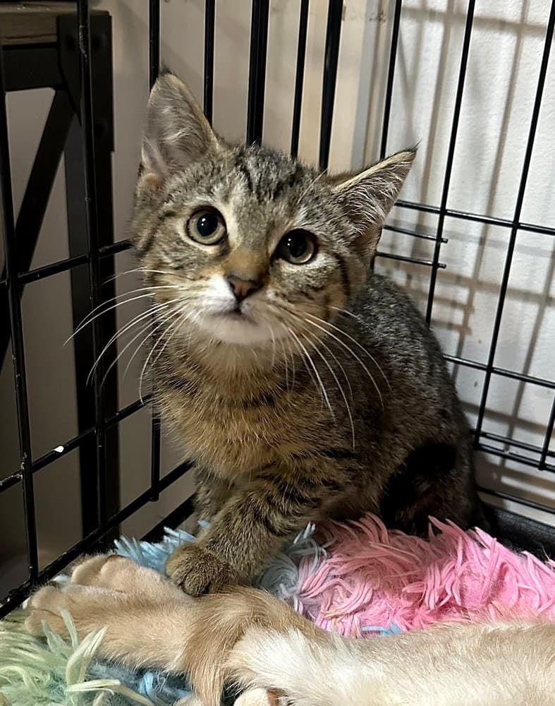 Singer Kitties  Zara - Domestic Short Hair