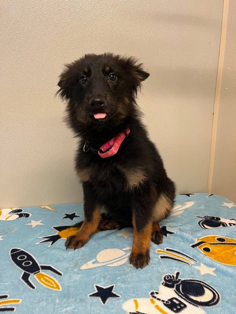 Rc Chloe Bug - Border Collie