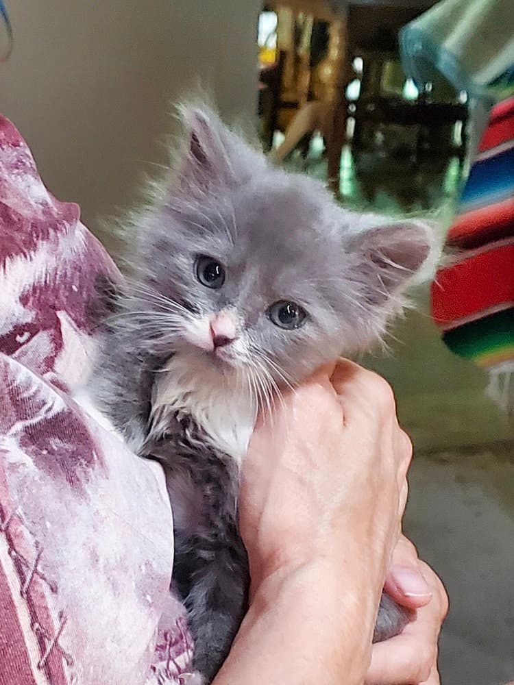 Hogans  Mando - Domestic Medium Hair