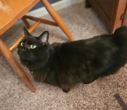 Satchmo Kitty image 1