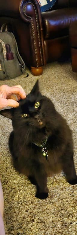 Satchmo Kitty image 2