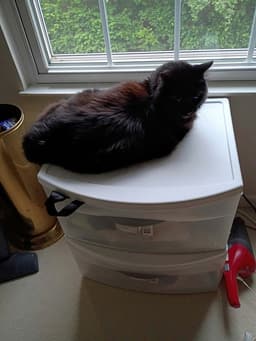 Satchmo Kitty image 3