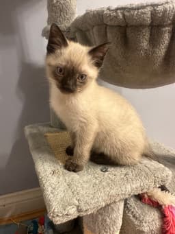 Hank The Kitty image 1