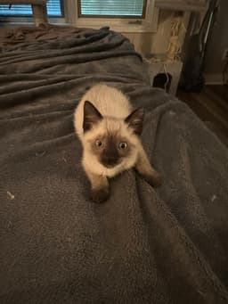 Hank The Kitty image 3