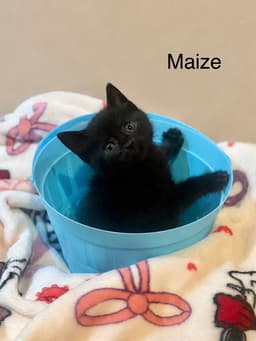 Pretty Girl Kitties  Maize image 1