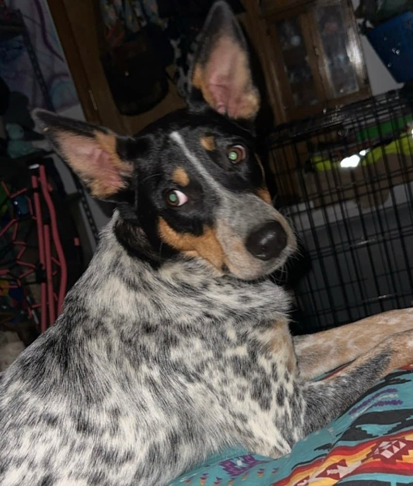 Autumn  Bluey - Australian Cattle Dog/Blue Heeler