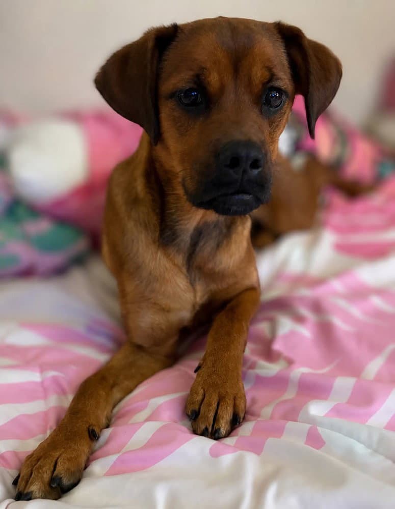 Miss Rosie - Boxer