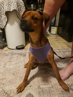 Miss Rosie image 2