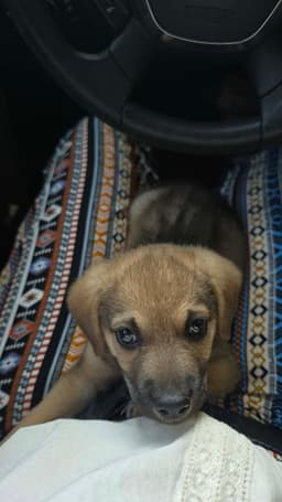 Mowgli image 3