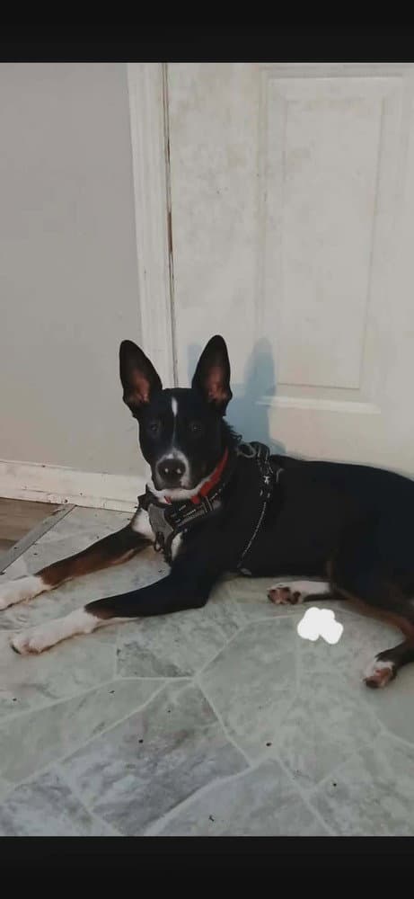 Kai - Australian Kelpie