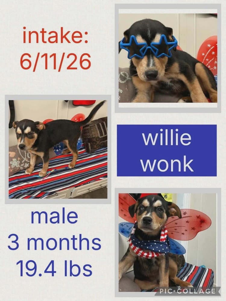 Willie Wonk - Shepherd