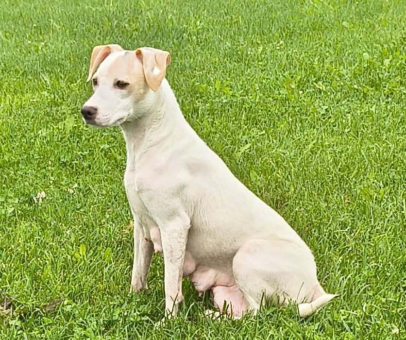 Dela - Jack Russell Terrier
