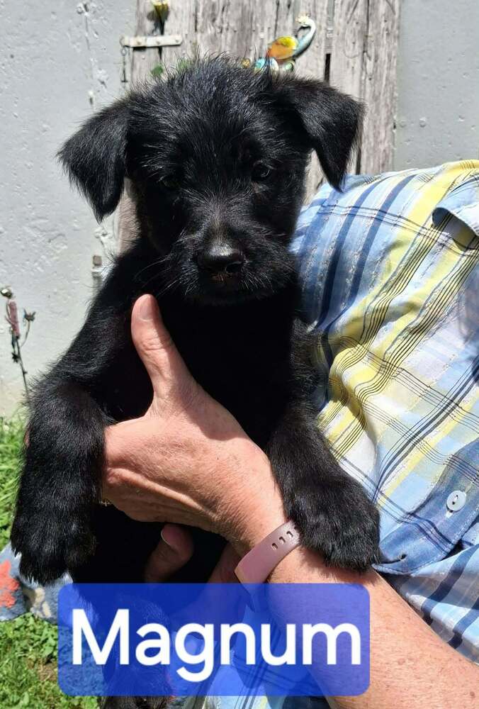 Police Squad  Magnum - Giant Schnauzer