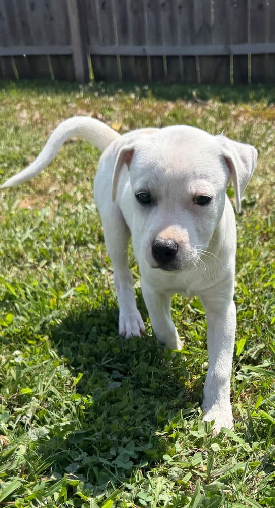 Delaware  Bear - Jack Russell Terrier
