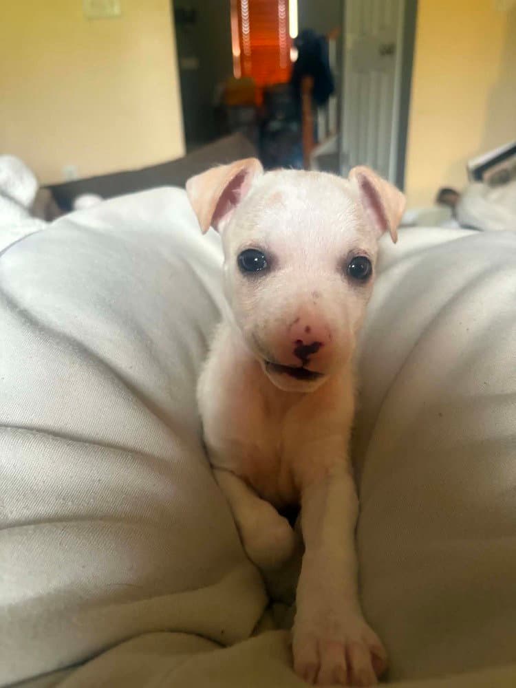 Delaware  Odessa - Jack Russell Terrier