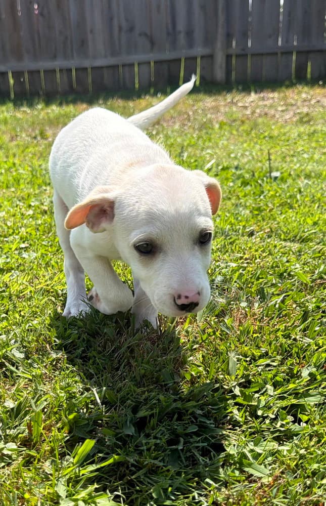 Delaware  Kenton - Jack Russell Terrier