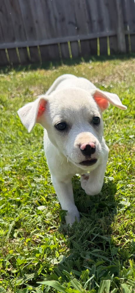 Delaware  Dover - Jack Russell Terrier
