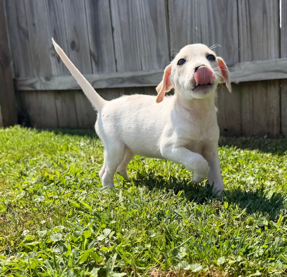 Delaware  Elsmere - Jack Russell Terrier