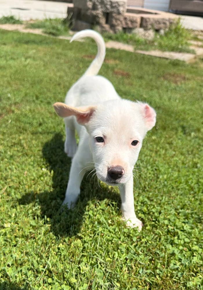 Delaware  Lincoln - Jack Russell Terrier