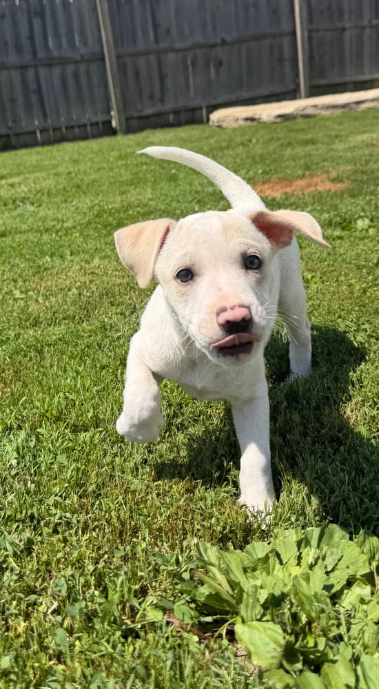 Delaware  Clayton - Jack Russell Terrier