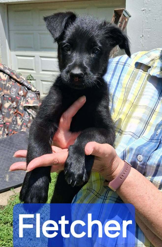 Police Squad  Fletcher - Giant Schnauzer