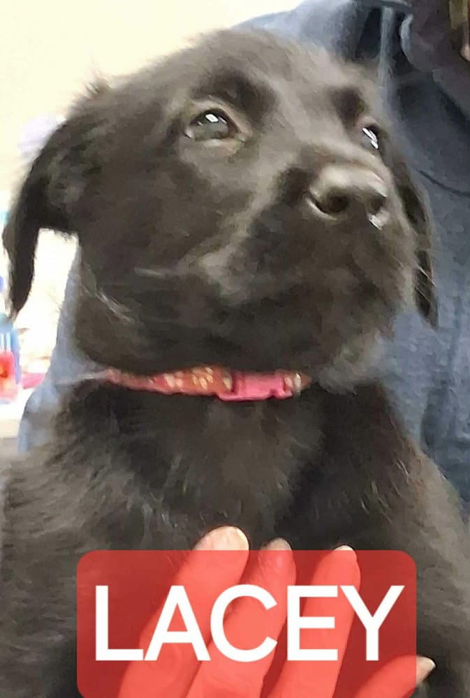 Police Squad  Lacey - Giant Schnauzer