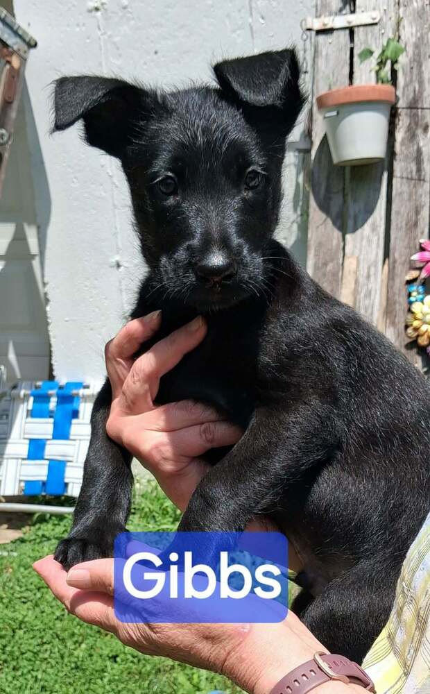 Police Squad  Gibbs - Giant Schnauzer