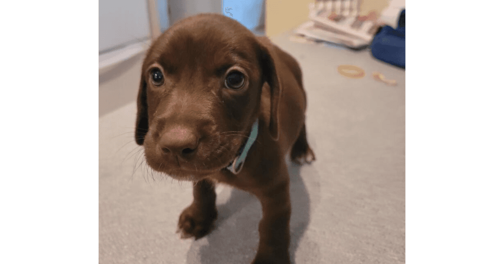 Mothers Craving  Tart - Dachshund
