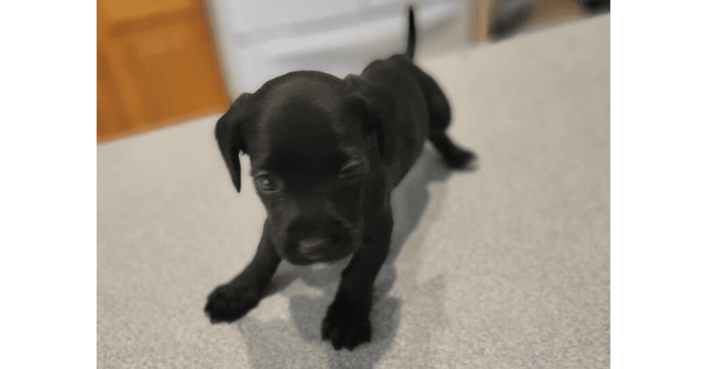 Mothers Craving  Pastry - Dachshund