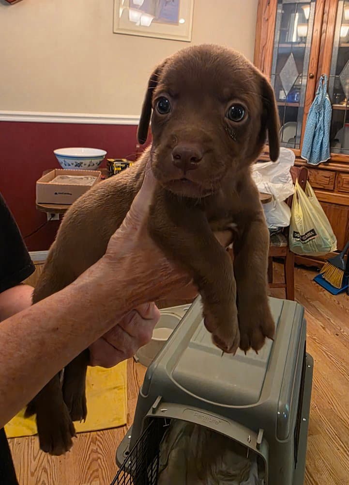 Mothers Craving  Custard - Dachshund
