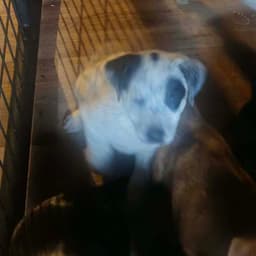 Bre Paws  Bree image 3