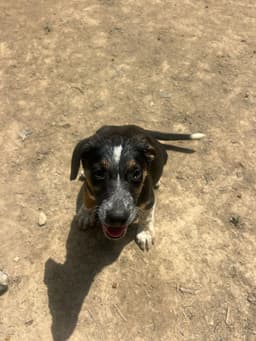 Bre Paws  Brenden image 1
