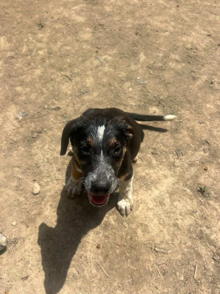 Bre Paws  Brenden - Australian Shepherd