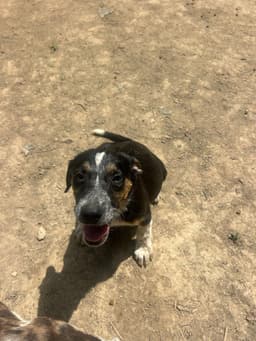 Bre Paws  Brenden image 2