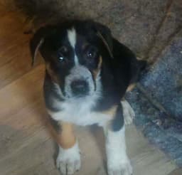 Bre Paws  Brenden image 3
