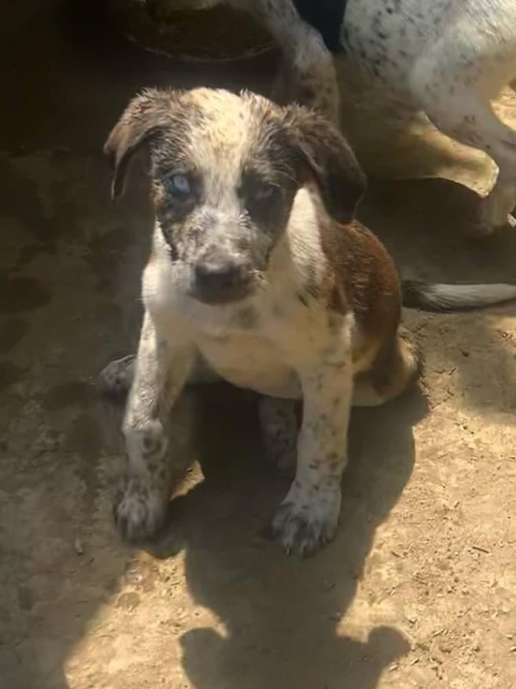 Bre Paws  Breaker - Australian Shepherd