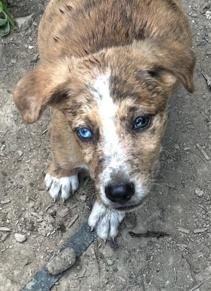 Bre Paws  Brett - Australian Shepherd