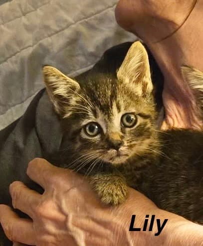 Hogans  Lily - Domestic Short Hair