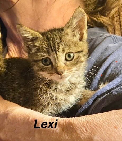 Hogans  Lexi - Domestic Short Hair